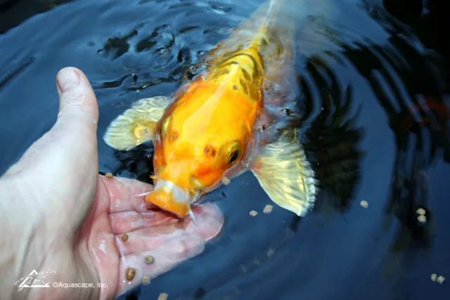 Feeding Pond Fish from Hand