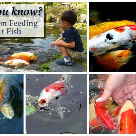 What do fish eat in a pond?