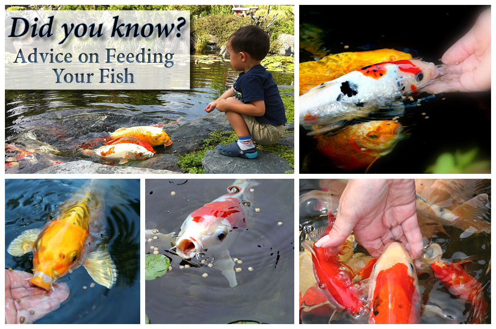 Feeding Fish in the Fall Aquascape Inc