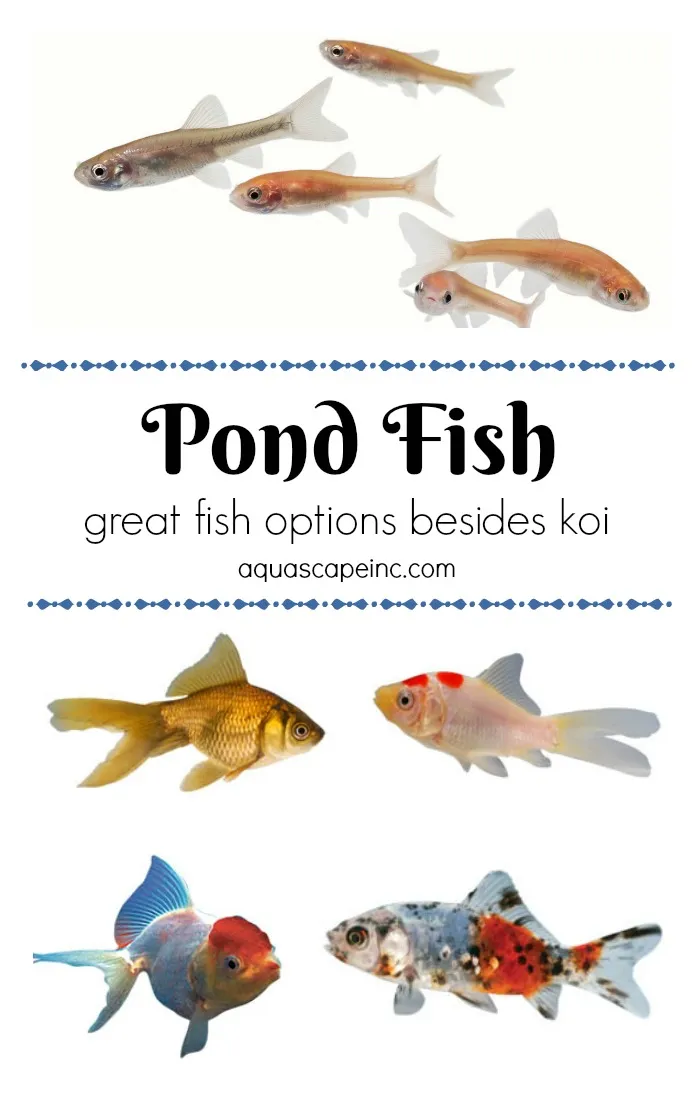 For Your Water Garden - Other Pond Fish to Enjoy Besides Koi