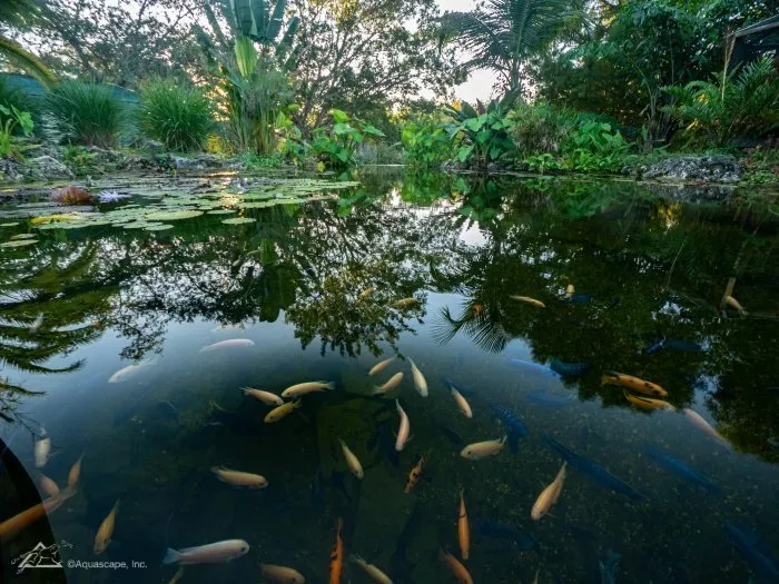 Florida Fish Pond