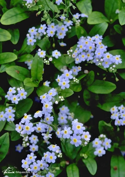 Alpine Forget-Me-Not: A Profile of a Rock Garden Plant