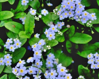 Water Forget-Me-Not, Myosotis scorpoides