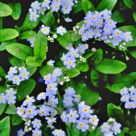 Water Forget-Me-Not, Myosotis scorpoides
