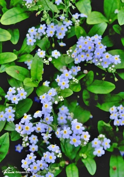 Water Forget-Me-Not, Myosotis scorpoides
