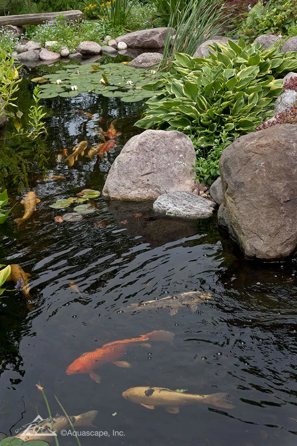 What fish do you put in a fish pond and why?