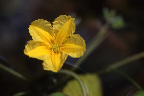 Yellow Water Snowflake Pond Plants