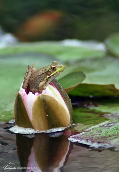 frog climbing out of waterlily