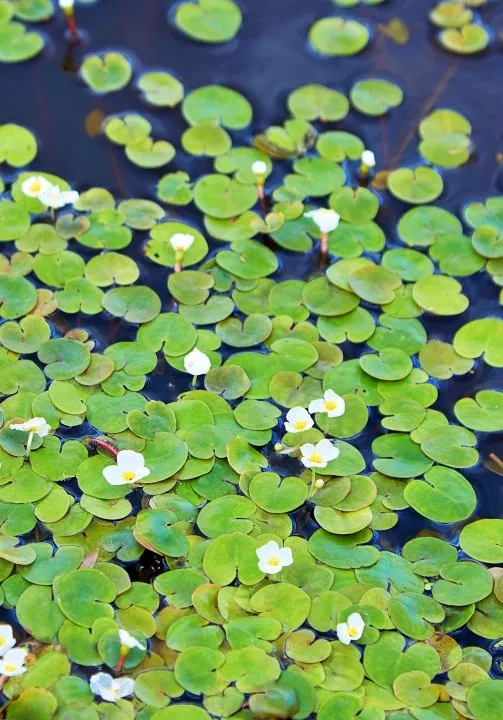 Frogbit in pond