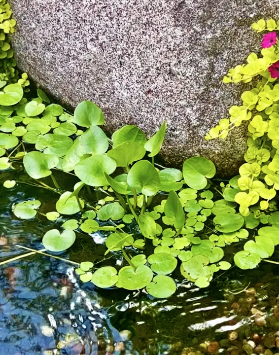 Frogbit