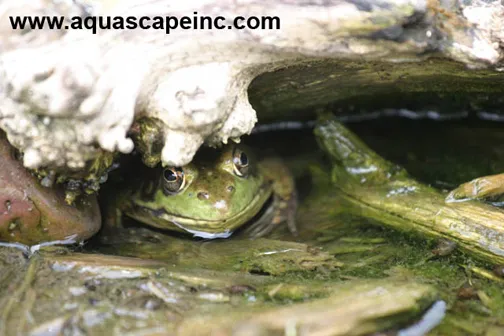 Aquascape Frog in Stream