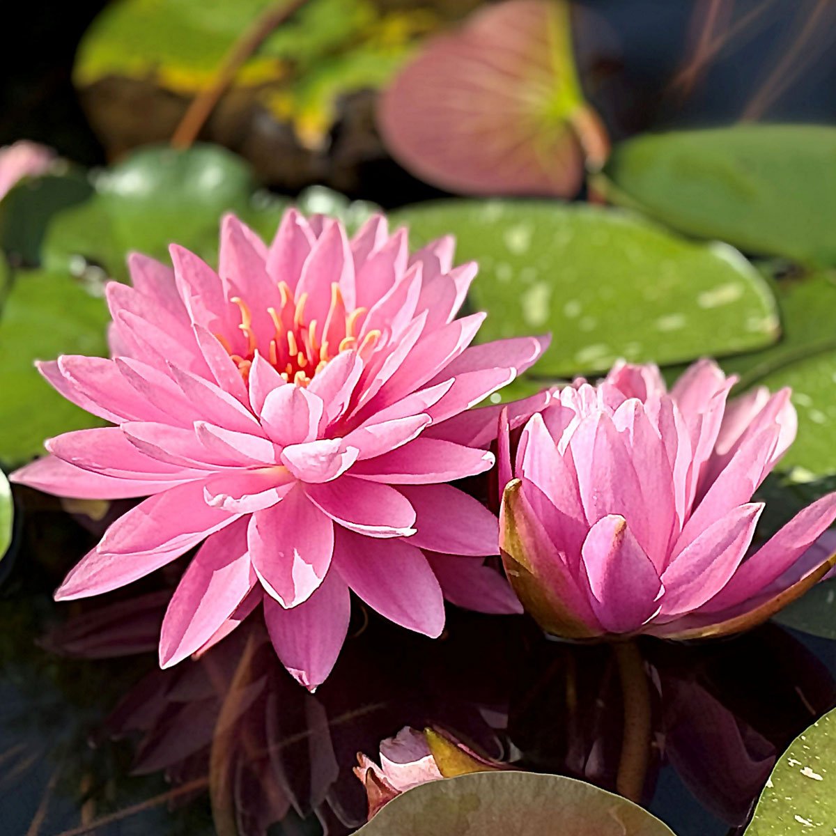 Gabriels_delight_02 Nymphaea 'Gabriel's Delight'