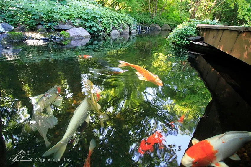 Koi food, Feed pond fish, Pond products