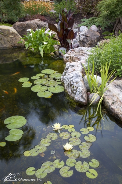 Healthy Ecosystem Pond with Fish, Koi, and Plants