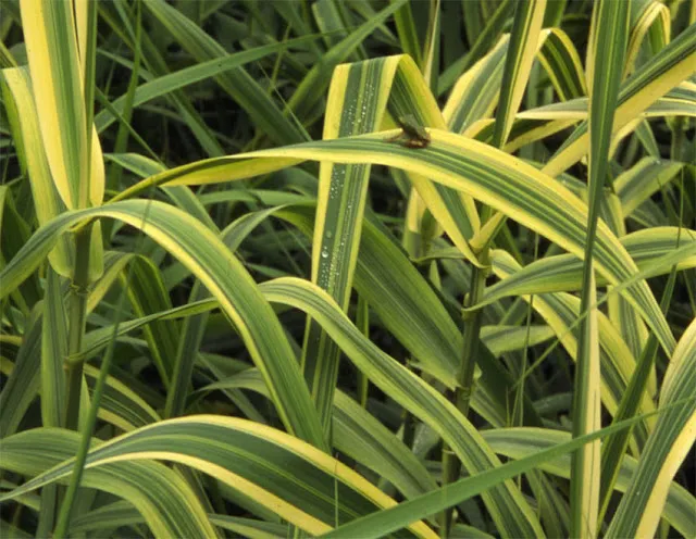 The Giant Mediterranean Reed provides dramatic architectural interest to the water garden