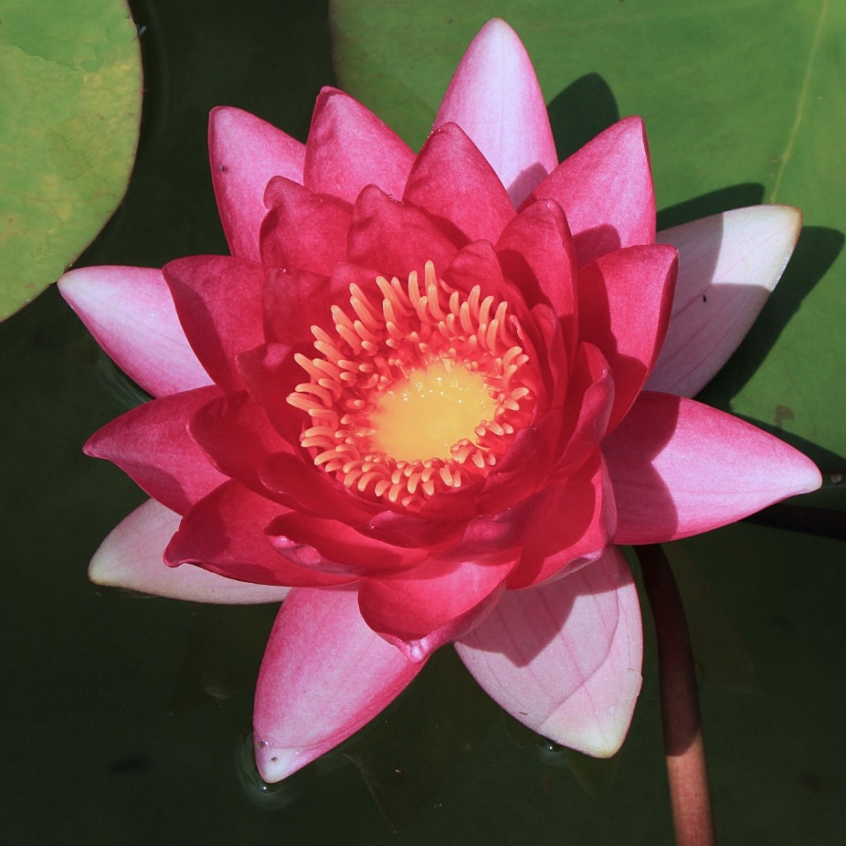 Pink red hybrid Nymphaea 'Gloriosa'