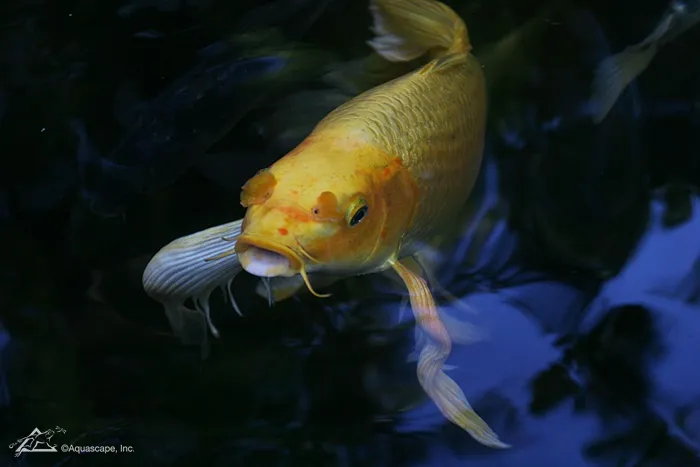 Koi Keeper Nets