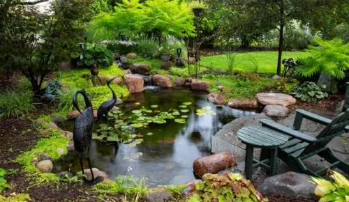 Aquatic Plants and Land Plants in a Pond