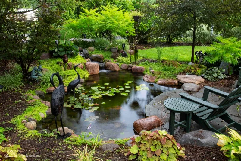 Aquatic Plants and Land Plants in a Pond