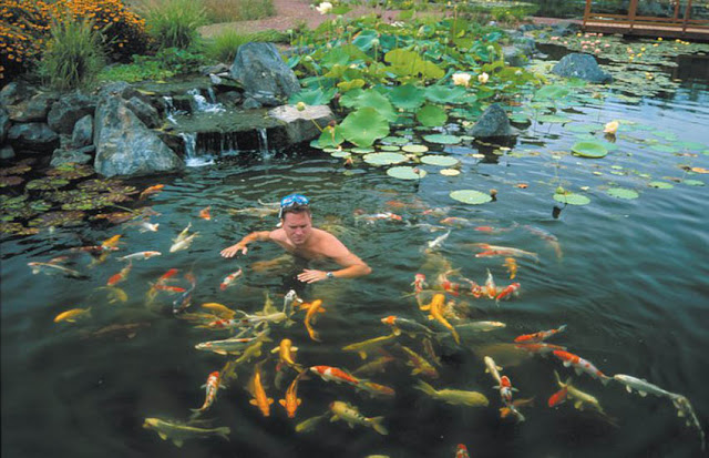 Ponds Aren T Just For Fish Aquascape Inc
