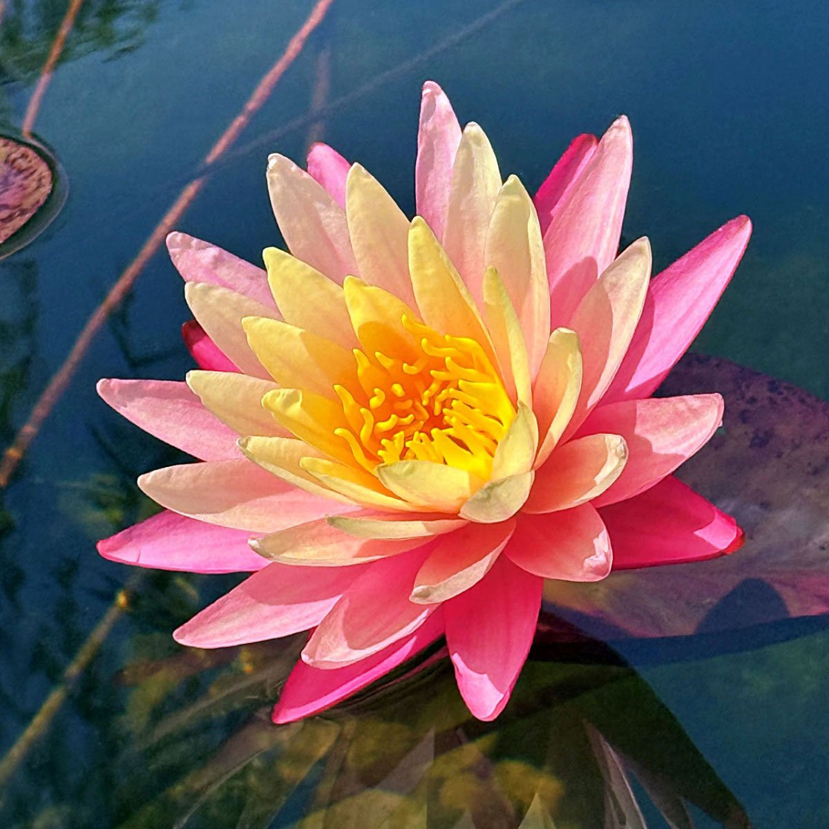 Greggs Orange Beauty Nymphaea 'Gregg's Orange Beauty'