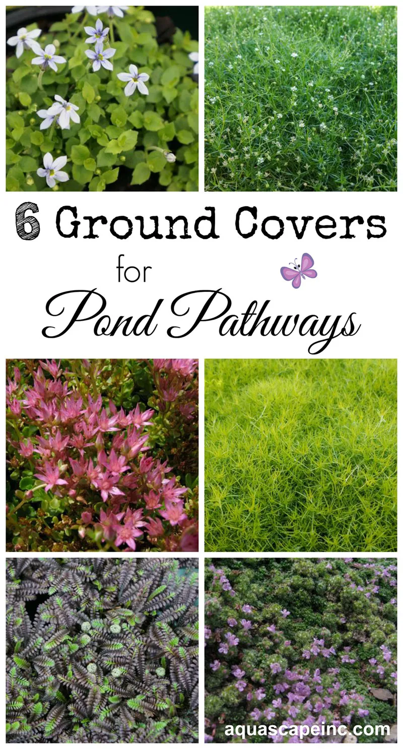 Ground Covers for Pond Pathways