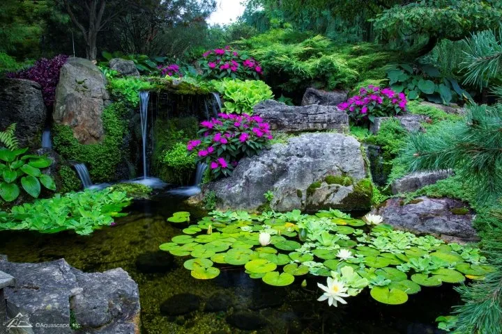 backyard pond and waterfall with waterlilies