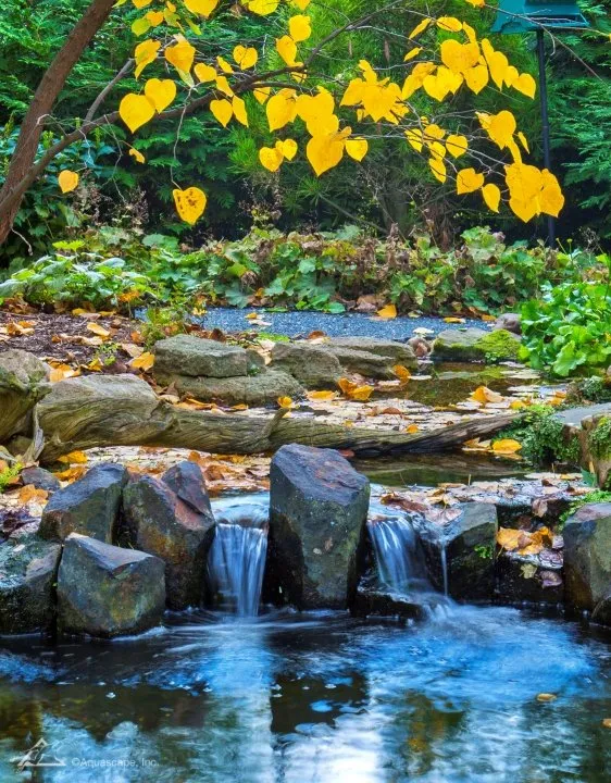 backyard waterfall and pond