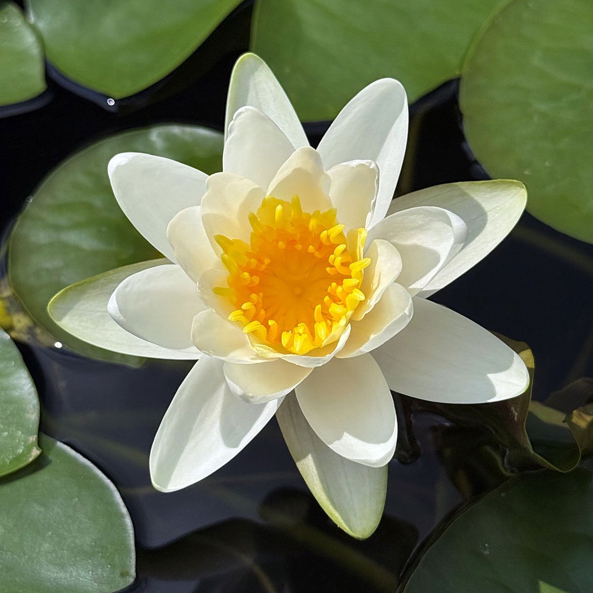 Hermine Nymphaea 'Hermine'