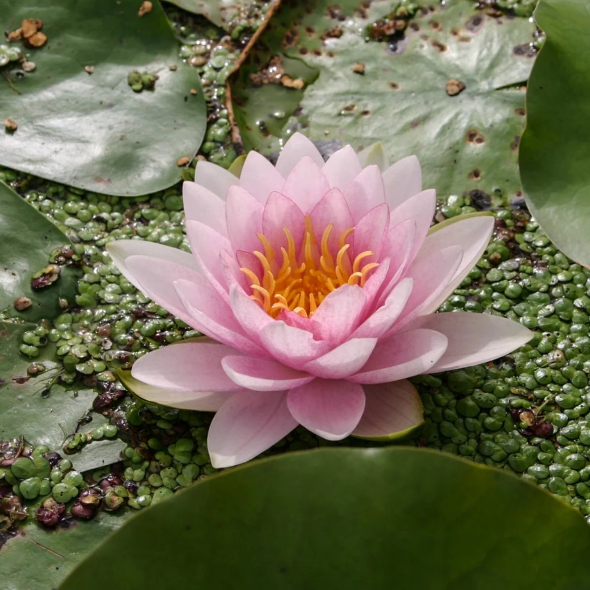 Hollandia Nymphaea 'Hollandia'