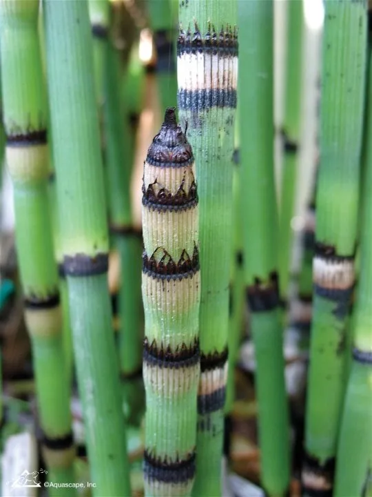 Horsetail - pond plant