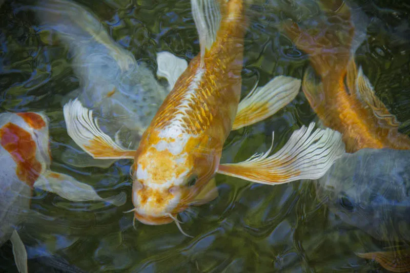 30 Koi Fish varieties, types and characteristics 