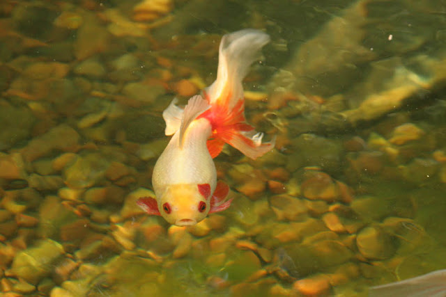 Festive colored koi fish