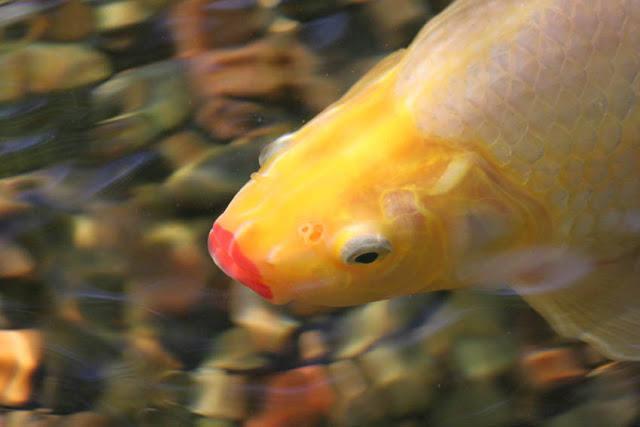 Golden koi pond fish proudly flaunts the latest shade of lipstick.