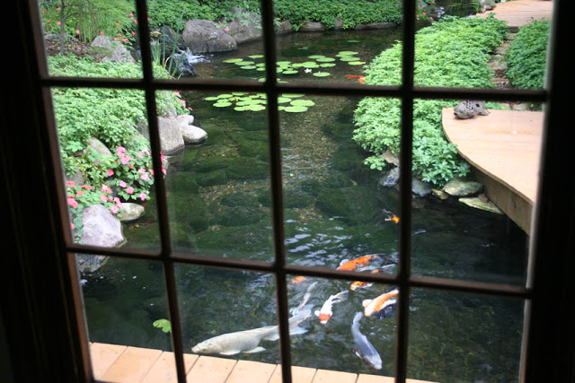 A window frames the perfect view of these koi pond fish friends. 