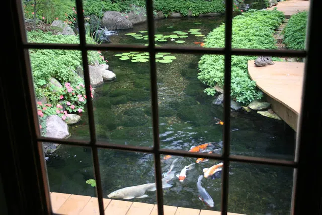 A window frames the perfect view of these koi pond fish friends.