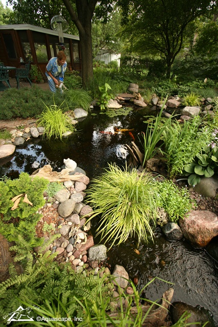 Feeding Koi in Backyard Pond