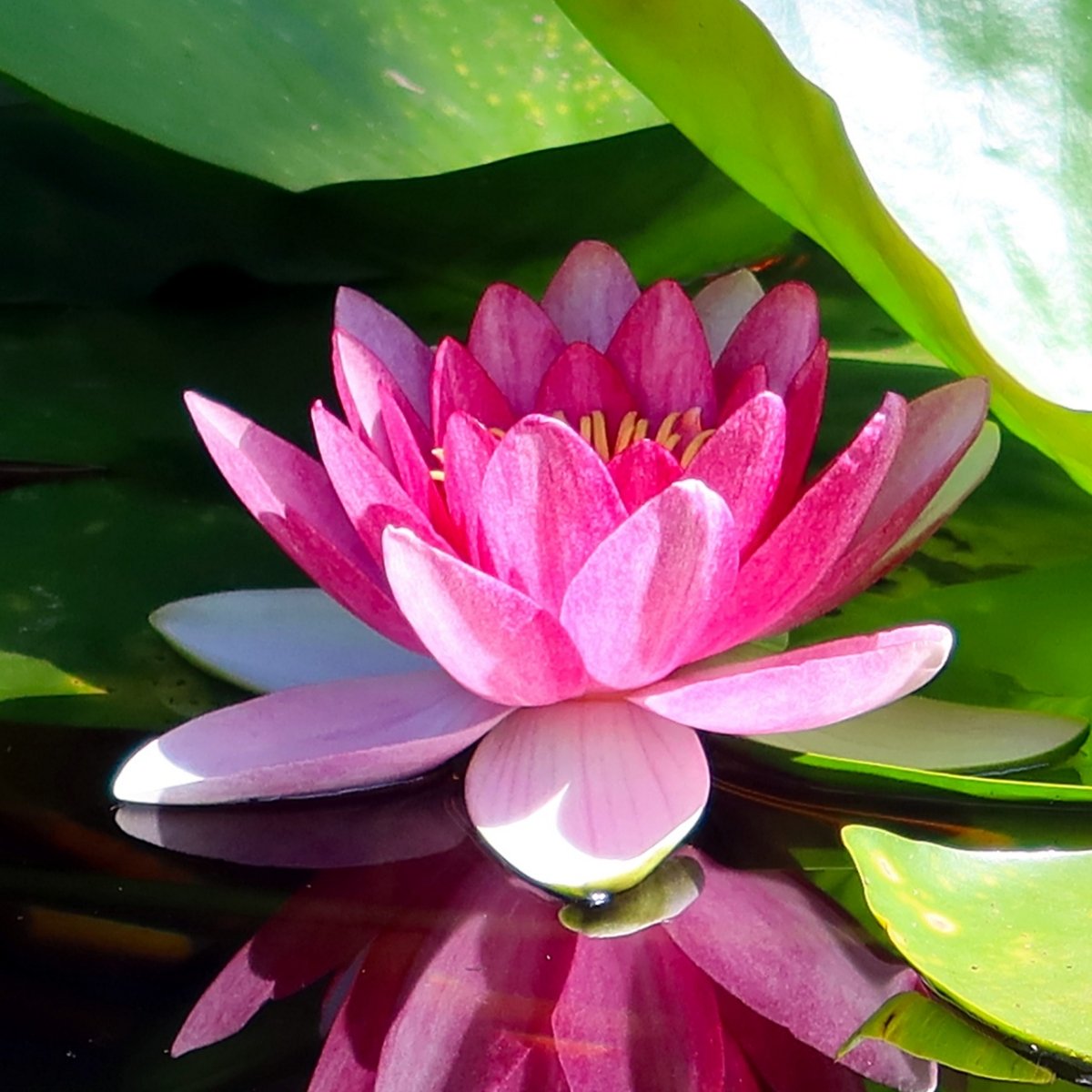 James Brydon adobe Nymphaea 'James Brydon'