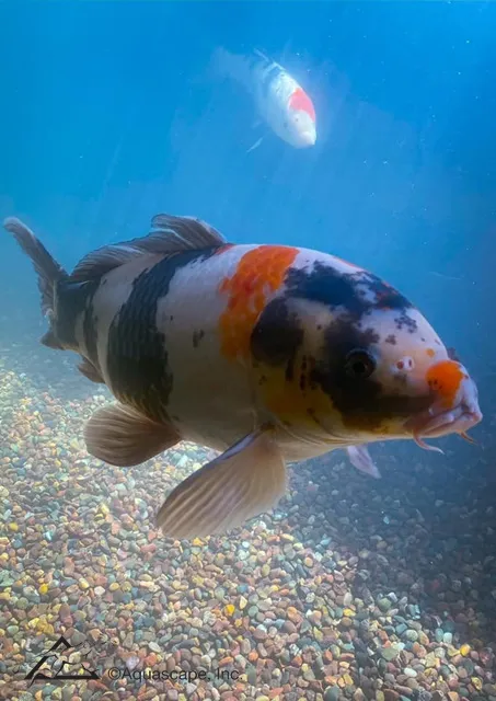 Japanese Koi