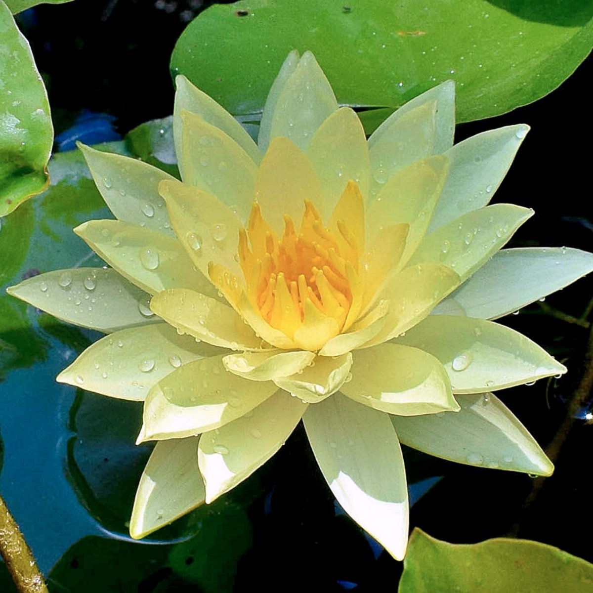 Joey Tomocik Nymphaea 'Joey Tomocik'