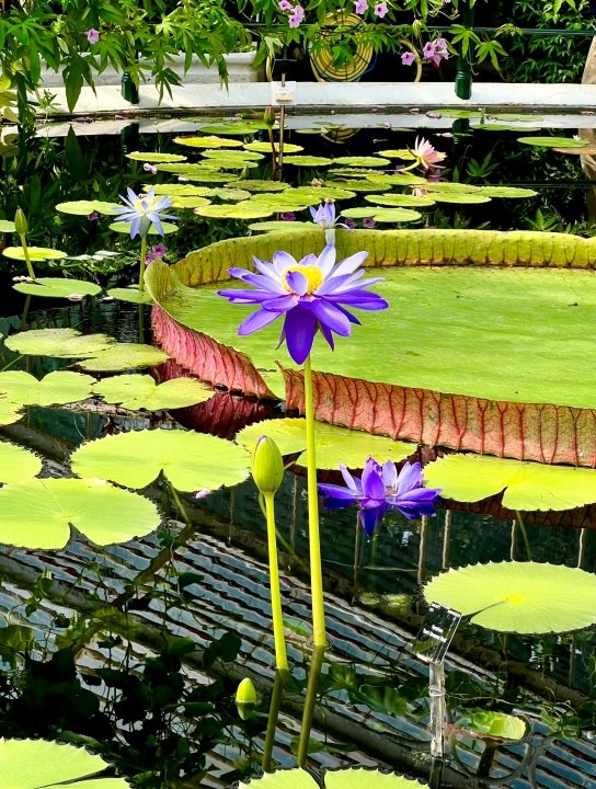Kew's Stowaway Blues Waterlily