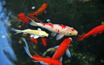 Koi swimming in a backyard pond - pond fish health