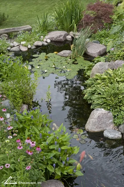 Water Garden with Water Lilies and Koi