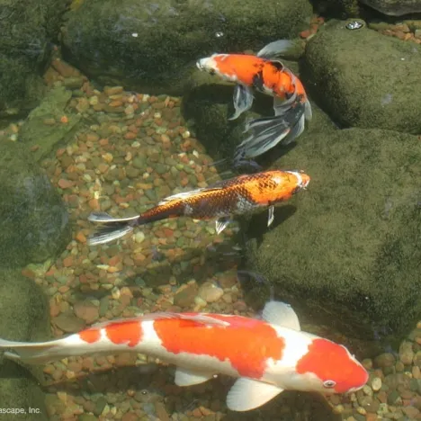 Koi in Garden Pond