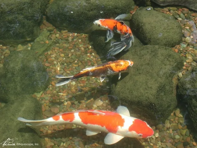 Koi in Garden Pond
