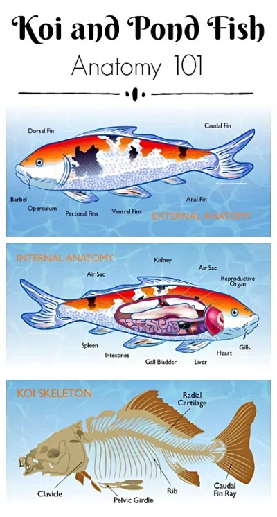 Koi and Pond Fish Anatomy Chart