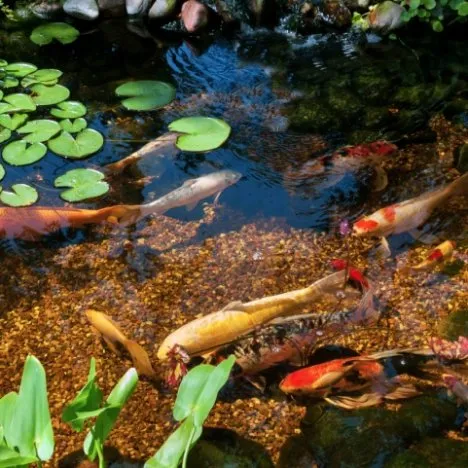 Koi in Pond - the Pond Nitrogen Cycle