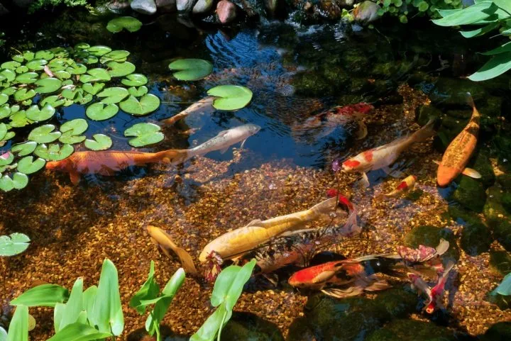 Koi in Pond - the Pond Nitrogen Cycle