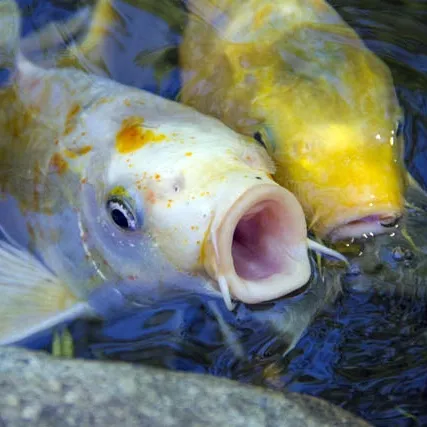 Eating shop pond fish