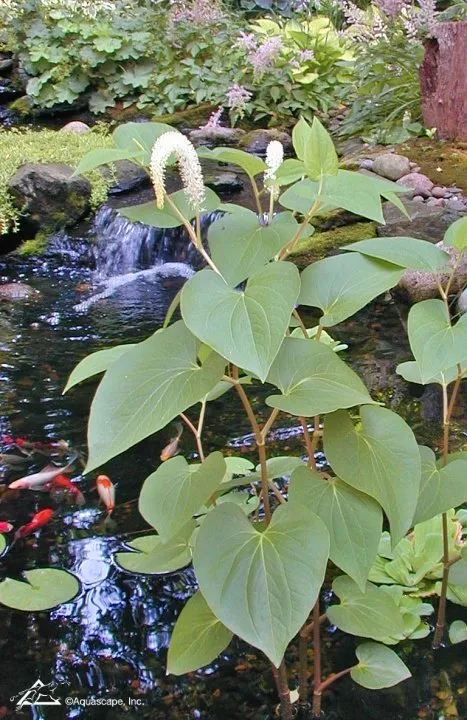 Lizard's Tail in a Koi Pond